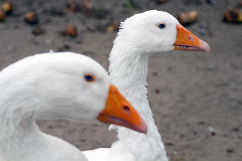 Gänse - Kinderbauernhof in der ufaFabrik