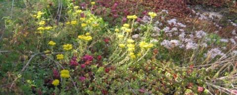 Nahaufnahme von wenigen, zarten Wildblumen, die zwischen hohen Grashalmen wachsen.